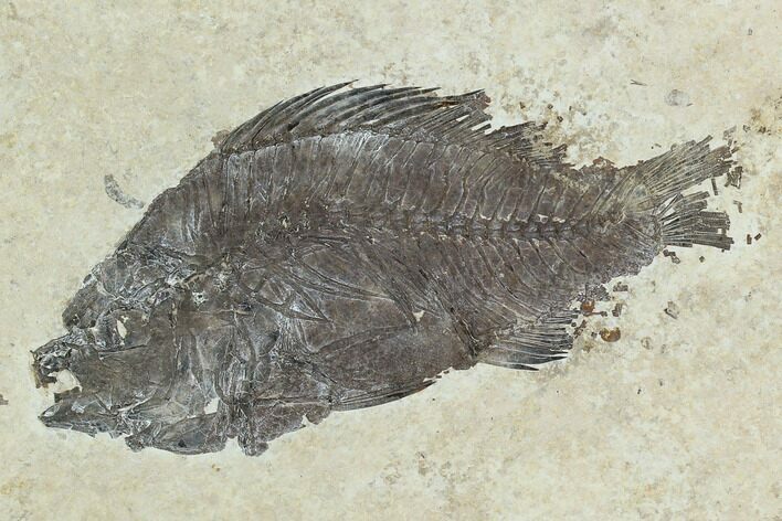 Bargain Fossil Fish (Cockerellites) - Green River Formation #129686